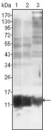 S100A10/P11 Mouse Monoclonal Antibody - Size: 100µl