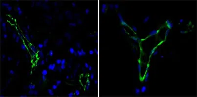 CD31 Mouse Monoclonal Antibody - Size: 100µl