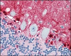 S100B Mouse Monoclonal Antibody - Size: 100µl