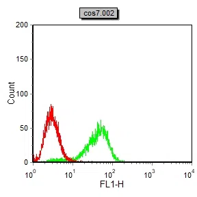 MAPK11 Mouse Monoclonal Antibody - Size: 100µl