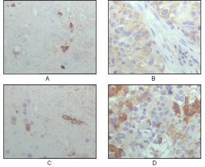 CRYAB Mouse Monoclonal Antibody - Size: 100µl