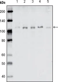 EhpB1 Mouse Monoclonal Antibody - Size: 50µl