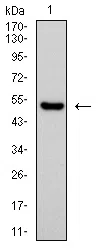 GATA3 Mouse Monoclonal Antibody - Size: 100µl