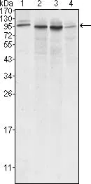 Calnexin Mouse Monoclonal Antibody - Size: 100µl