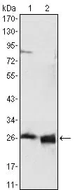 APOA1 Mouse Monoclonal Antibody - Size: 100µl