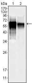 MAPK10 Mouse Monoclonal Antibody - Size: 50µl