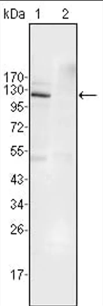 EphB4 Mouse Monoclonal Antibody - Size: 100µl