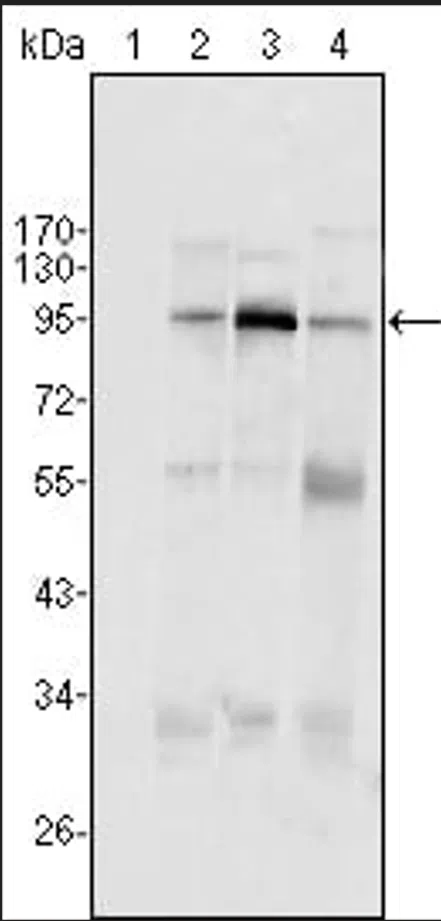 SND1/P100 Mouse Monoclonal Antibody - Size: 50µl