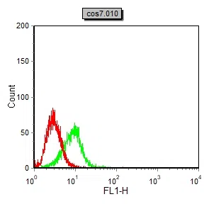 ETV4 Mouse Monoclonal Antibody - Size: 100µl
