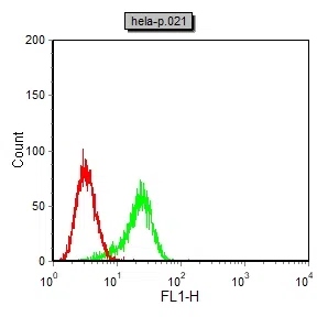 HAND1 Mouse Monoclonal Antibody - Size: 100µl