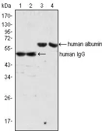 human Albumin Mouse Monoclonal Antibody - Size: 100µl