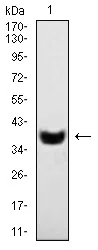 SYT1 Mouse Monoclonal Antibody - Size: 100µl