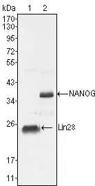 NANOG Mouse Monoclonal Antibody - Size: 100µl