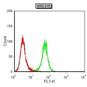 OCT3 Mouse Monoclonal Antibody - Size: 50µl