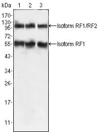 PEG10 Mouse Monoclonal Antibody - Size: 100µl
