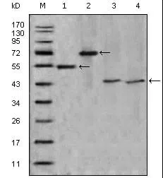 APOA4 Mouse Monoclonal Antibody - Size: 100µl