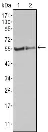 FGR Mouse Monoclonal Antibody - Size: 100µl