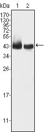 KLF15 Mouse Monoclonal Antibody - Size: 50µl