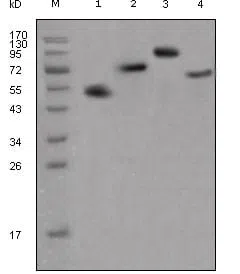 human IgG(Fc Specific) Mouse Monoclonal Antibody - Size: 100µl