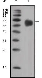FGFR4 Mouse Monoclonal Antibody - Size: 100µl