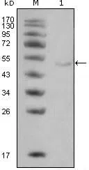 LPL Mouse Monoclonal Antibody - Size: 100µl