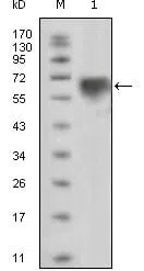 TYRO3 Mouse Monoclonal Antibody - Size: 100µl