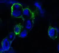 EPHB4 Mouse Monoclonal Antibody - Size: 50µl