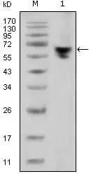 human IgG (Fc Specific) Mouse Monoclonal Antibody - Size: 100µl