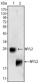 MYL3 Mouse Monoclonal Antibody - Size: 100µl