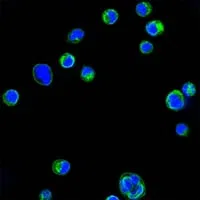 CD18 Mouse Monoclonal Antibody - Size: 50µl