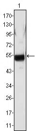 FGB Mouse Monoclonal Antibody - Size: 50µl