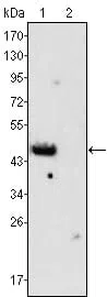 GATA4 Mouse Monoclonal Antibody - Size: 100µl