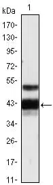PROZ Mouse Monoclonal Antibody - Size: 50µl