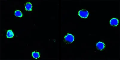 CD40 Mouse Monoclonal Antibody - Size: 100µl
