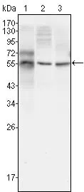 TUBB3 Mouse Monoclonal Antibody - Size: 50µl