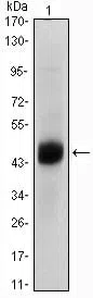 FOXA2 Mouse Monoclonal Antibody - Size: 100µl