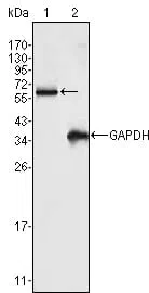 FRK Mouse Monoclonal Antibody - Size: 100µl