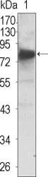 NTRK3 Mouse Monoclonal Antibody - Size: 100µl