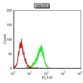 OCT3 Mouse Monoclonal Antibody - Size: 100µl
