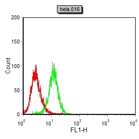 FLT1 Mouse Monoclonal Antibody - Size: 100µl