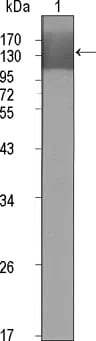 KDR Mouse Monoclonal Antibody - Size: 100µl