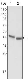 PGA5 Mouse Monoclonal Antibody - Size: 100µl