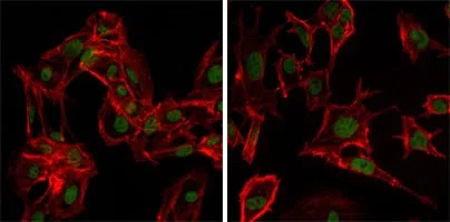 DDX4 Mouse Monoclonal Antibody - Size: 50µl