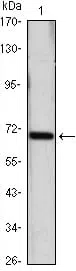 HSP70 Mouse Monoclonal Antibody - Size: 100µl