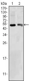 BDH1 Mouse Monoclonal Antibody - Size: 50µl