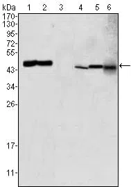 GOT2 Mouse Monoclonal Antibody - Size: 100µl