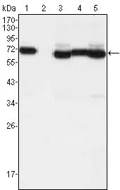TCF3 Mouse Monoclonal Antibody - Size: 50µl