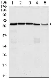 CDC25C Mouse Monoclonal Antibody - Size: 50µl