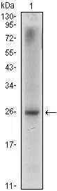 NKX3A Mouse Monoclonal Antibody - Size: 100µl