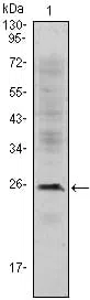 CD3E Mouse Monoclonal Antibody - Size: 100µl